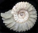 Pavlovia Ammonite Fossil - Siberia #29741-1